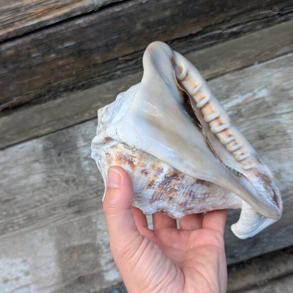 Large natural Horned King Helmet Conch Shell aquarium nautical bathroom decor - Picture 5 of 9